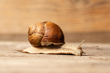 grape snail crawling in the sun on a wooden background