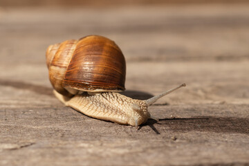 grape snail crawling in the sun on a wooden background