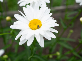 Obraz premium Chamomile flowers, insect flies sit on them