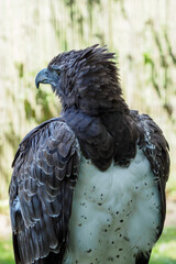 The head and body part of a warrior eagle.