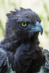 Portrait of an adult combat eagle.