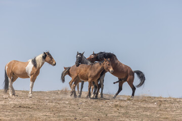 Wild Horses in the Utah Desert in Spring