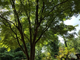 Green Tree