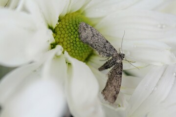 White Daisy with Moth Macro