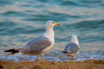 Fototapeta na wymiar Big seagull walking at sand coast of the sea at the clear summer evening, wild nature birds