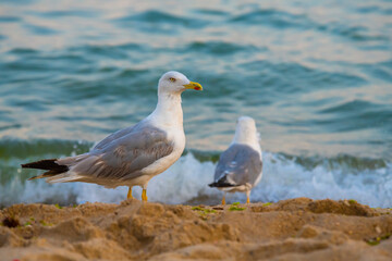 Fototapeta na wymiar Big seagull walking at sand coast of the sea at the clear summer evening, wild nature birds