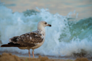 Big seagull walking at sand coast of the sea at the clear summer evening, wild nature birds