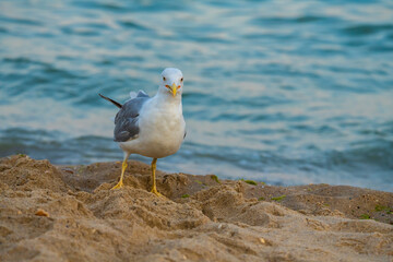 Big seagull walking at sand coast of the sea at the clear summer evening, wild nature birds