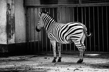 sad zebra on a hot day in the zoo corral, animals in captivity