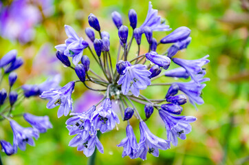 Close up view of a purple Agapanthus or Lily of the Nile flower.