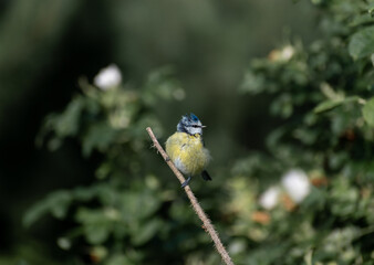 A beautiful Blue tit sitting on a branch 