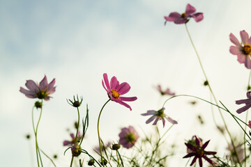 Pink cosmos flowers against the background of a light sky. Early morning in the summer.