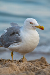 Big seagull walking at sand coast of the sea at the clear summer evening, wild nature birds