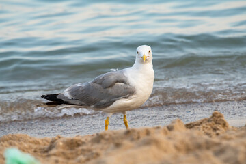 Big seagull walking at sand coast of the sea at the clear summer evening, wild nature birds