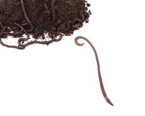 Brown earthworms with a lump of earth.