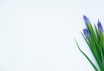 bouquet of purple irises on a white background