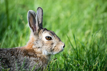 Rabbit looking alert