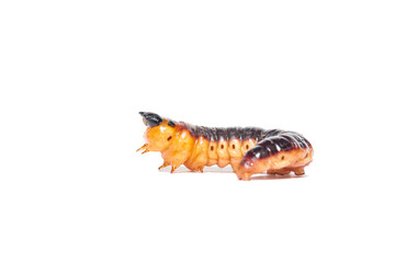 A large orange larva of a goat moth (Cossus cossus)