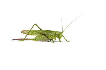 large green grasshopper