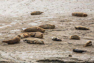 Fototapeta premium Resting adult and immature gray seals, Halichoerus grypus, seen from a seal viewing screen at the Punt van Reide aan de Dollard in the province of Groningen