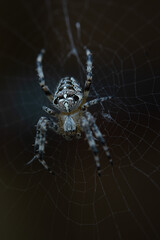 A spider in its web (macro)