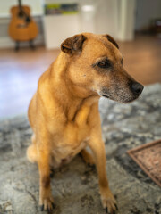 Brown cute dog sitting on the floor with front legs straight up in a living room with blurred image of a guitar and gray carpet.