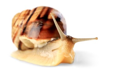 Snail.