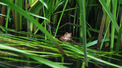 Toad - Łeba river