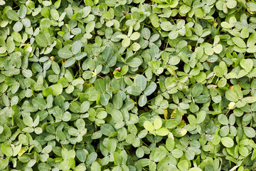 Vegetales verdes de árboles. Textura de superficie de patrón de jardín. Fondo de material...