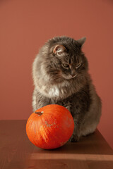 Grey cat and the little pumpkin