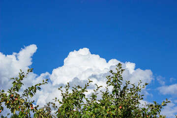 Nature Background.Nature photo of tree.Green Background Of Leaves Over Blue Sky Background, Close-Up. 