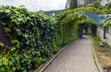 A narrow stone-paved street under the shade of vineyards in the village of Oreanda . Yalta.Crimea.