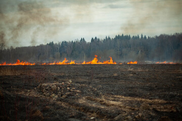 Dry grass is burning. Fire in the field in spring.