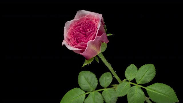 Beautiful pink rose opening on black background, close up.
