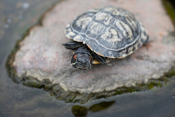 One turtle sits on a square in the park.