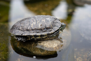 Obraz premium One turtle sits on a square in the park.