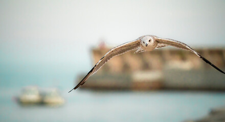 Seagulls flying over the port of Malaga in Spain, during the summer on a sunny day