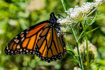 Monarch Butterfly on Bishops Lace, Shenandoah National Park, Virginia, USA