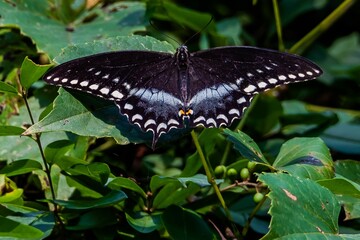 Fototapeta na wymiar Black Swallowtail Butterfly, Richard M Nixon County Park, York County, Pennsylvania, USA