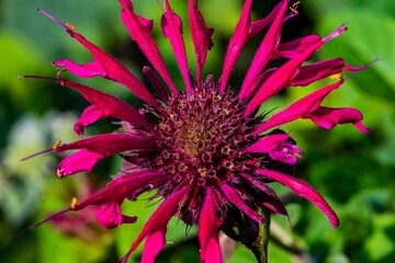 Bee Balm, Richard M Nixon County Park, York County, Pennsylvania, USA