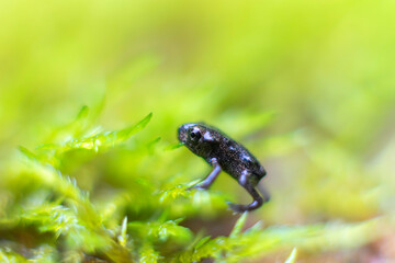 frog on a leaf