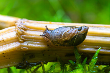 Snail on a steam