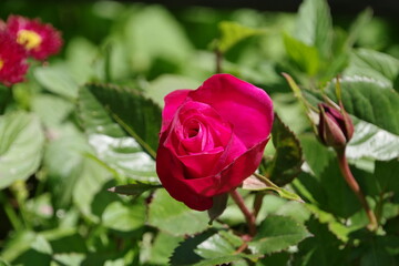 Naklejka premium Rose