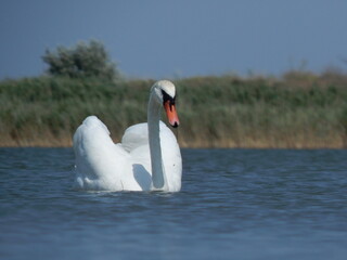 white swan swims in a blue lake