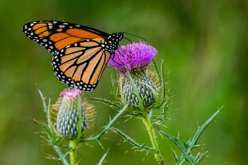 Fototapeta na wymiar Monarch Butterfly on Thistle, Richard M Nixon County Park, York County, Pennsylvania, USA
