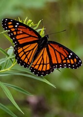 Viceroy Butterfly on Goldenrod, Richard M Nixon County Park, York County, Pennsylvania, USA