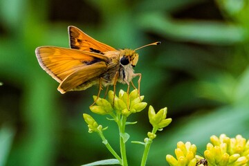 Small Skipper Butterfly on Goldenrod, Richard M Nixon County Park, York County, Pennsylvania, USA