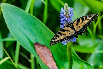Swallowtail Butterfly on Pickerelweed, Richard M Nixon County Park, York County, Pennsylvania, USA