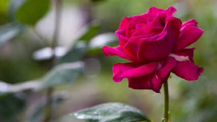 rose flower. Red rose flower background. Red roses on a bush in the garden, close-up. Red rose flower with water drops. Red Rose Black Magic. beautiful flower gift to your girlfriend
