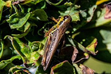 Grasshopper on Foliage, Richard M Nixon County park, York County, Pennsylvania, USA